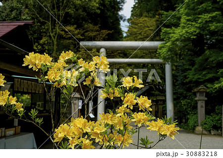 天岩戸神社　ヒカゲツツジ 30883218