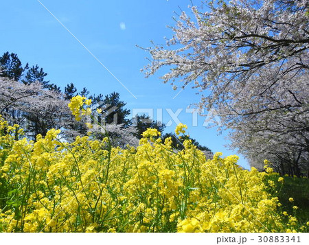 大潟村菜の花ロードの桜 30883341