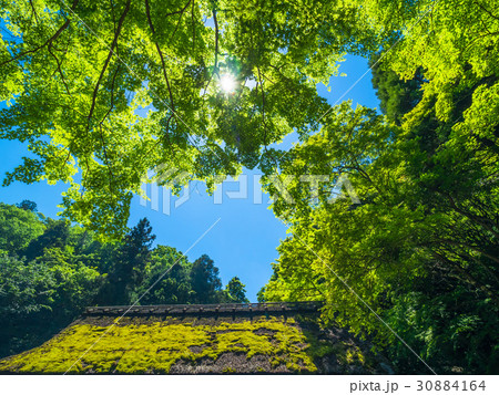新緑と苔の茅葺屋根 30884164