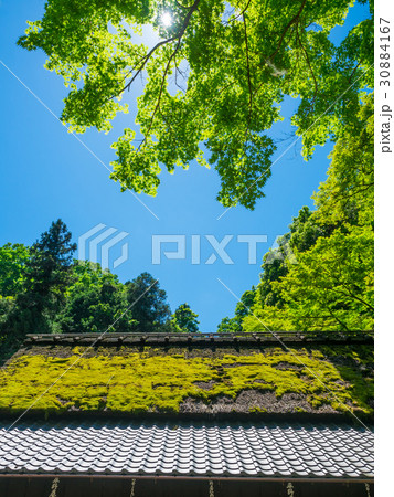 新緑と苔の茅葺屋根 30884167