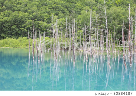 幻想的な光景が広がる新緑に包まれた北海道美瑛町の白金青い池 幻想的な光景が広がる新緑に包まれた北海道美瑛町の白金青い池 30884187