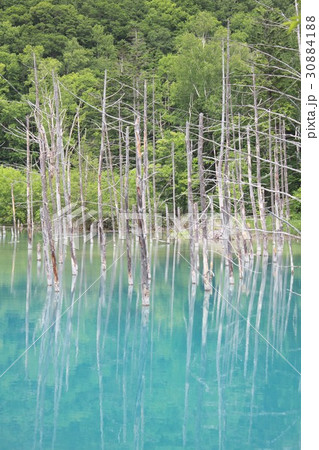 幻想的な光景が広がる新緑に包まれた北海道美瑛町の白金青い池 幻想的な光景が広がる新緑に包まれた北海道美瑛町の白金青い池 30884188