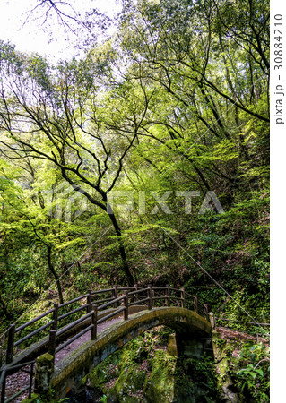 天岩戸神社 太鼓橋 天岩戸神社 太鼓橋 30884210