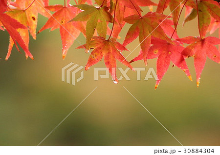 イロハモミジ (いろは紅葉) その26。 Japanese maple 30884304