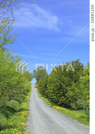 北海道 美瑛町 新緑の雑木林と一本道の写真素材 3050