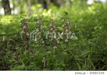 エビネの花 エビネの花 30885309
