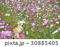 コスモス畑の天使 30885405