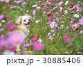 コスモス畑の天使 30885406