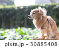 公園のチワックス 30885408
