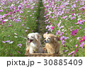 コスモス畑の天使達 30885409