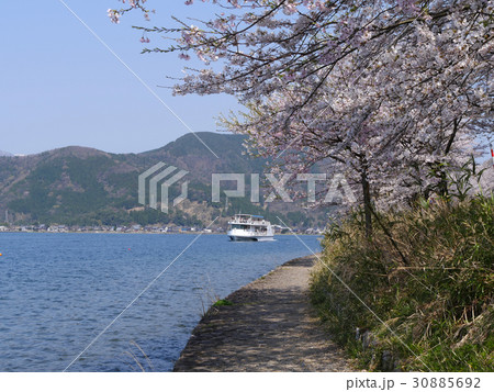 海津大崎の桜 海津大崎の桜 30885692