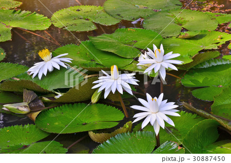 Bush of white water lily flowers 30887450