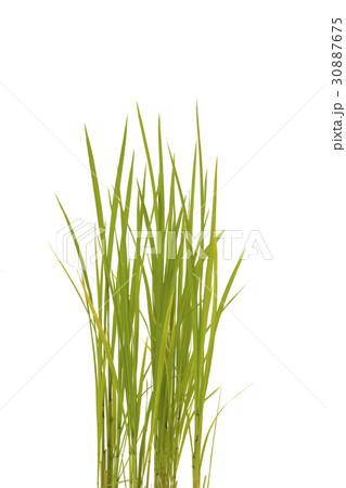 green rice field isolate on white background.  30887675