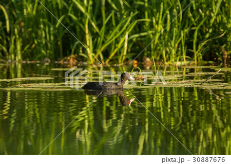 Coot with reflection in water Coot with reflection in water 30887676