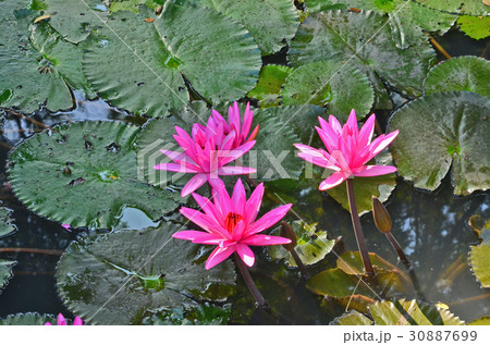Pink water lily flowers on leaf background 30887699