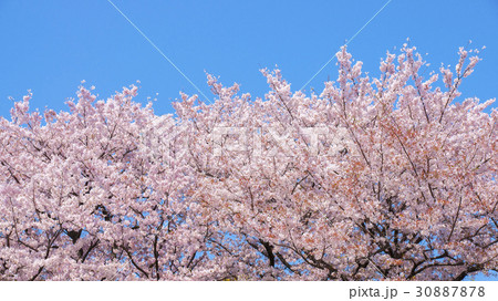 さくら 16:9 さくら 16:9 30887878