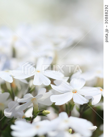 芝桜 白 イメージ ぼかしの写真素材 30