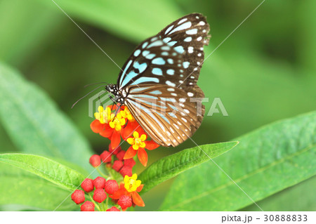 マダラ蝶 蝶 チョウ 30888833