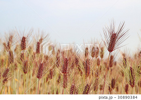 もち麦 斜め もち麦 斜め 30890384
