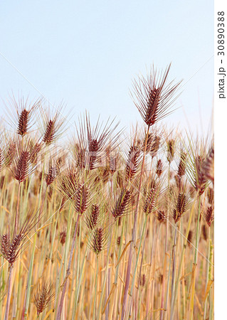 もち麦　縦　斜め 30890388