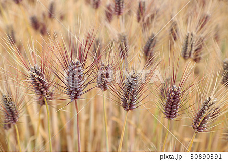 もち麦　斜め上から　コピースペース無し 30890391