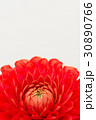 ダリア 30890766