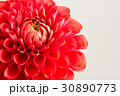 ダリア 30890773