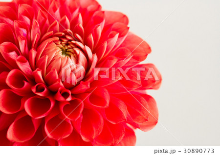 ダリア 30890773