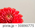 ダリア 30890775