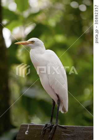 A bird on the bench. A bird on the bench. 30892357