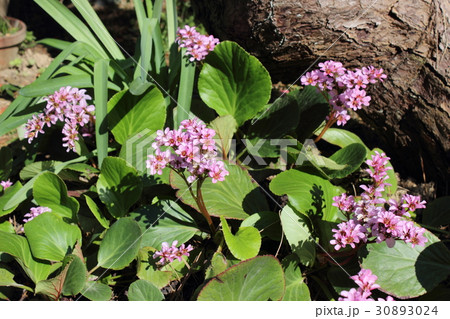 ヒマラヤユキノシタ 30893024