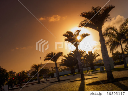 Palmtrees at dusk Palmtrees at dusk 30893117