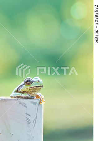 塩ビ管から上半身を乗り出し物思いにふけるストーリー性のある可愛い二ホンアマガエル キラキラの背景 塩ビ管から上半身を乗り出し物思いにふけるストーリー性のある可愛い二ホンアマガエル キラキラの背景 30893682