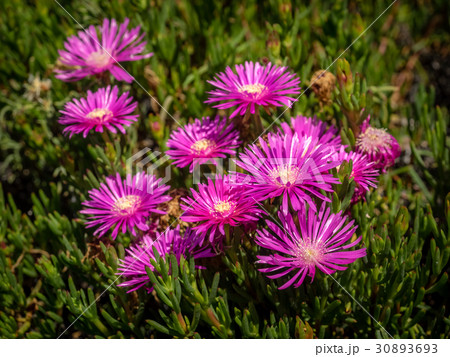 Violet aster flowers Violet aster flowers 30893693