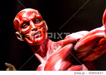 human muscles anatomy model on black 30893837
