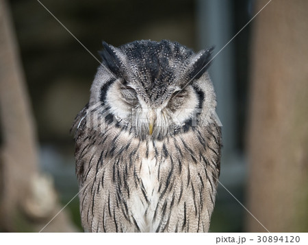 アフリカオオコノハズク瞑想中 30894120