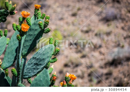 Cactus and mountains Cactus and mountains 30894454