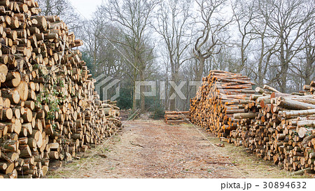 Stacked timber in a dutch forrest 30894632