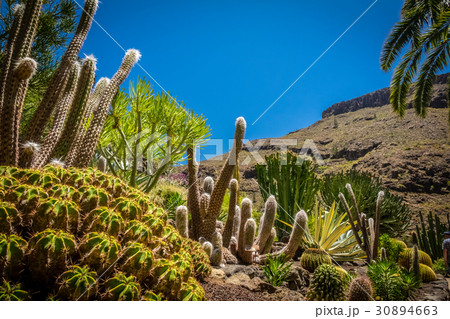 Cactus park in Gran Canaria 30894663
