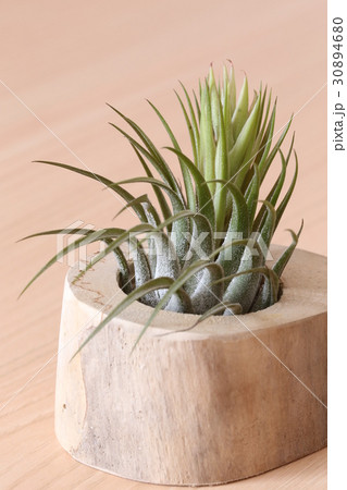 エアプランツ　コルビー 30894680