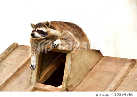 万力公園　アライグマ 30894960