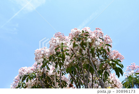 カルミア 30896173