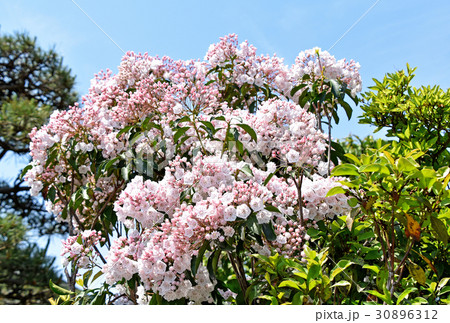 カルミア カルミア 30896312