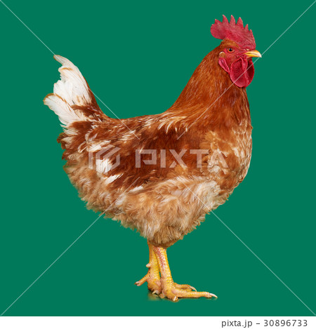 Brown rooster on clear background, live chicken 30896733