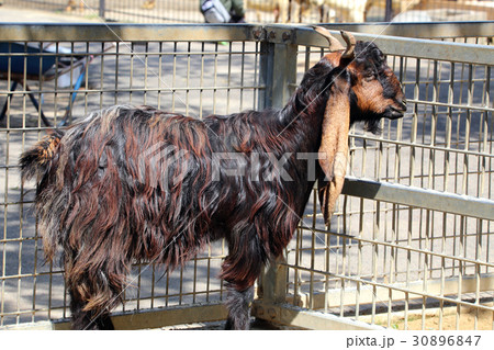 ミミナガヤギ ミミナガヤギ 30896847