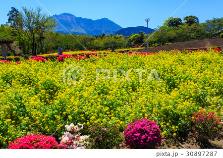有明の森フラワー公園 菜の花 平成新山を望む 有明の森フラワー公園 菜の花 平成新山を望む 30897287