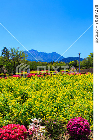 有明の森フラワー公園 菜の花 平成新山を望む 有明の森フラワー公園 菜の花 平成新山を望む 30897288