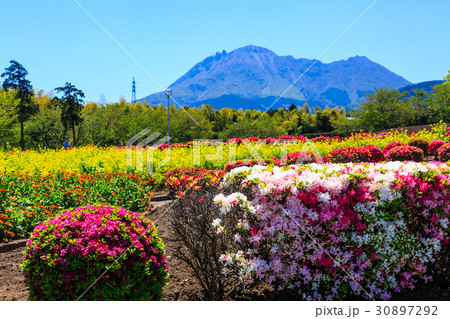 有明の森フラワー公園 菜の花 平成新山を望む 有明の森フラワー公園 菜の花 平成新山を望む 30897292