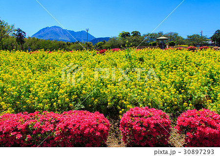 有明の森フラワー公園　菜の花　平成新山を望む 30897293