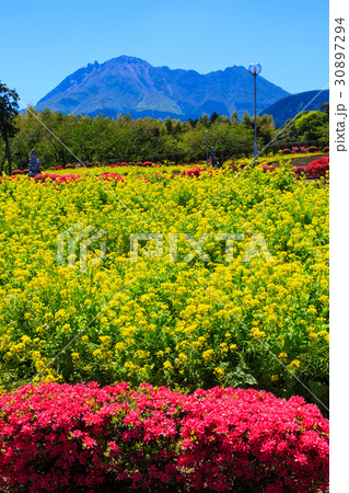 有明の森フラワー公園 菜の花 平成新山を望む 有明の森フラワー公園 菜の花 平成新山を望む 30897294